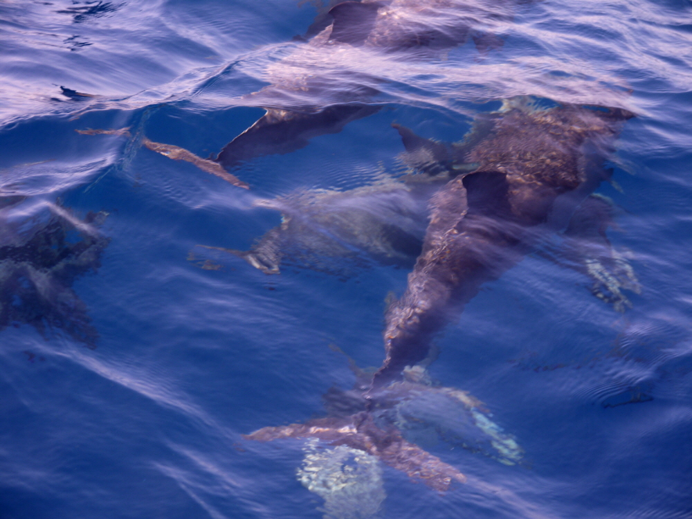 Fanjove Island Delfine