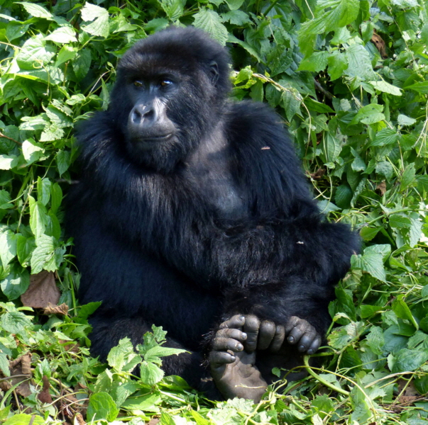 Gorilla Trecking Ruanda