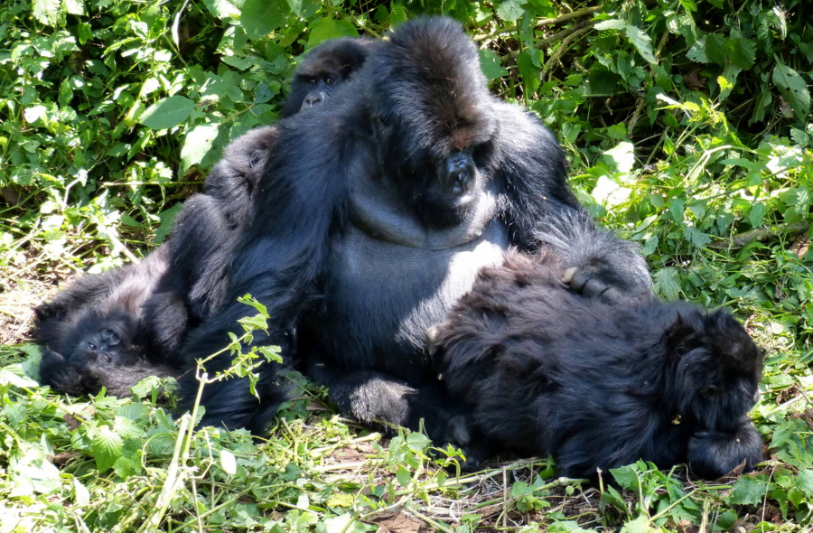 Berggorillas in Uganda 