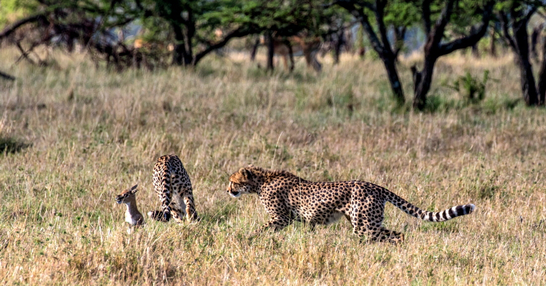 Masai Mara Geparden 