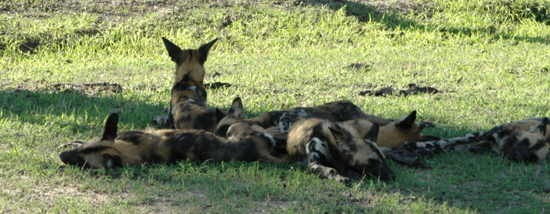 Wildhundsafari in Tansania