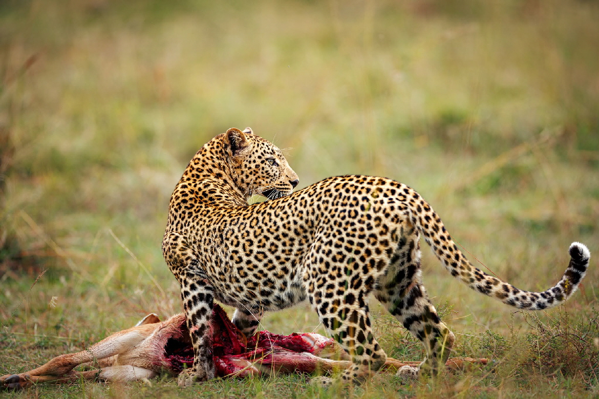 Ishara Mara Luxus-Safaricamp Leopard