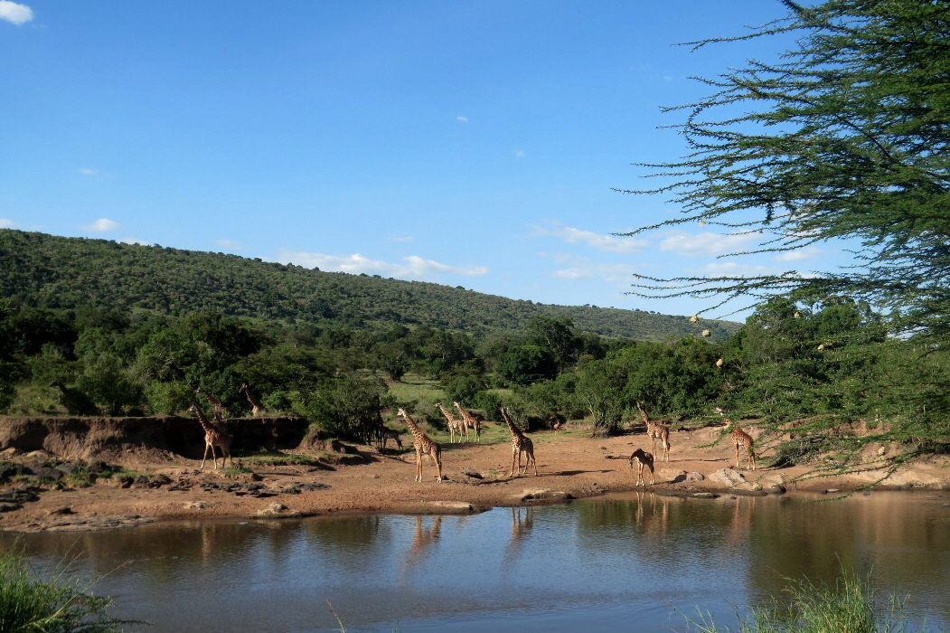 Karen Blixen Camp Masai Mara Giraffen