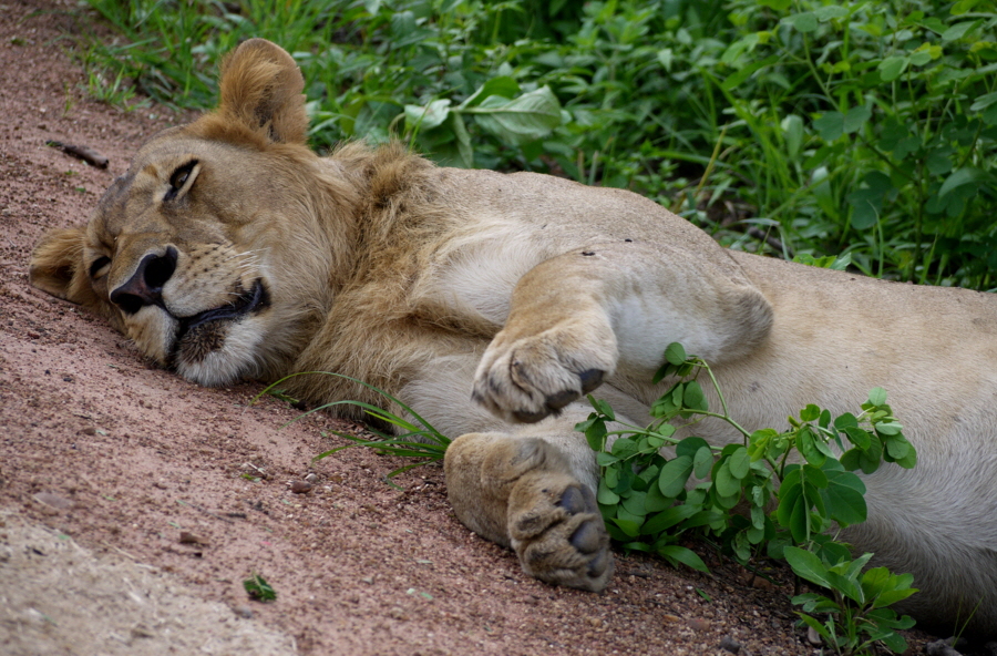 Katavi Tansania Löwen
