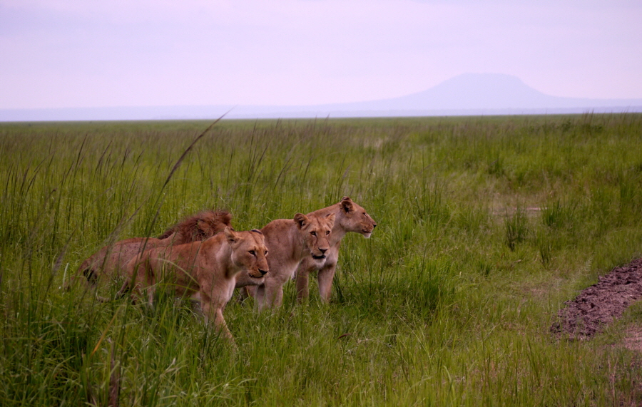 Chada Katavi Löwen im Februar