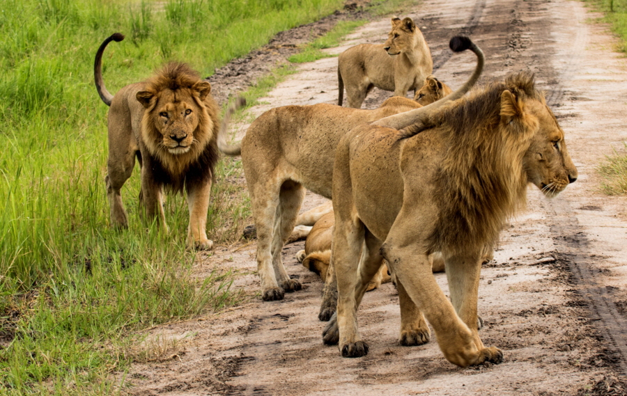 Löwenfamilie Katavi 