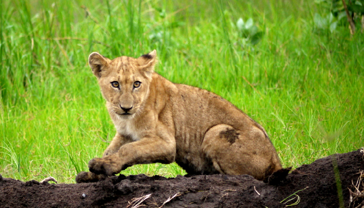 Löwenkind  in Katavi 