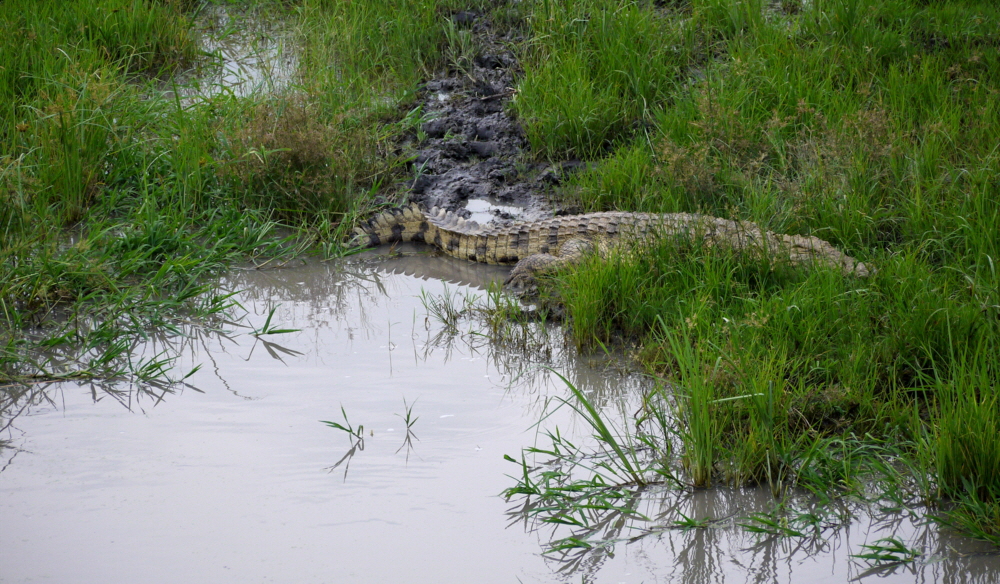 Katavi Krokodil