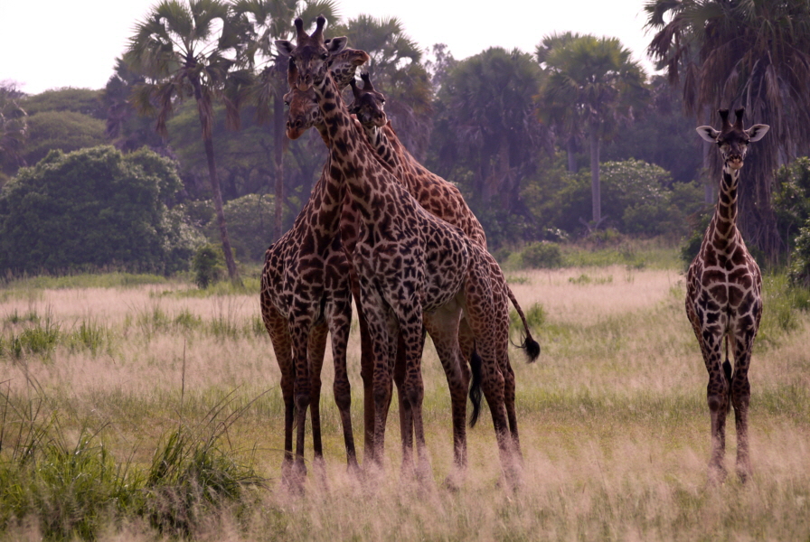 Giraffen im Katavi 