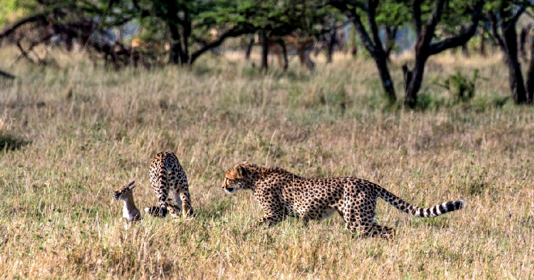 Geparden auf der Jagd 