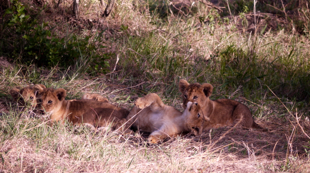 Kicheche Mara  Löwenkinder