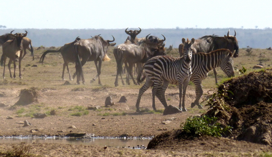 Migration Masai Mara