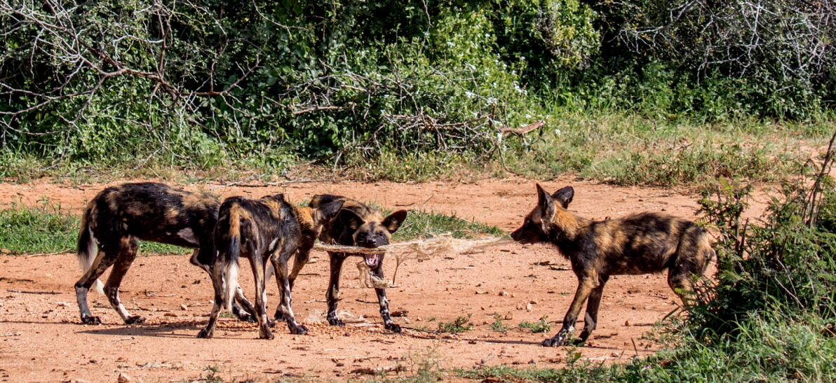 Afrikanische Wildhunde  auf Loisaba 