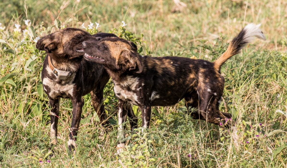 Wildhunde in Kenia Loisaba