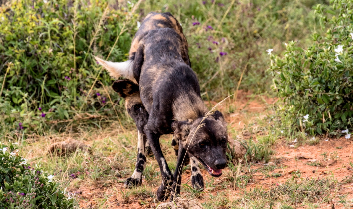 Wildhunde in Kenia