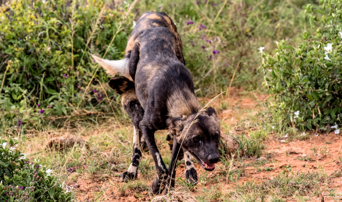 Wildhunde in Loisaba