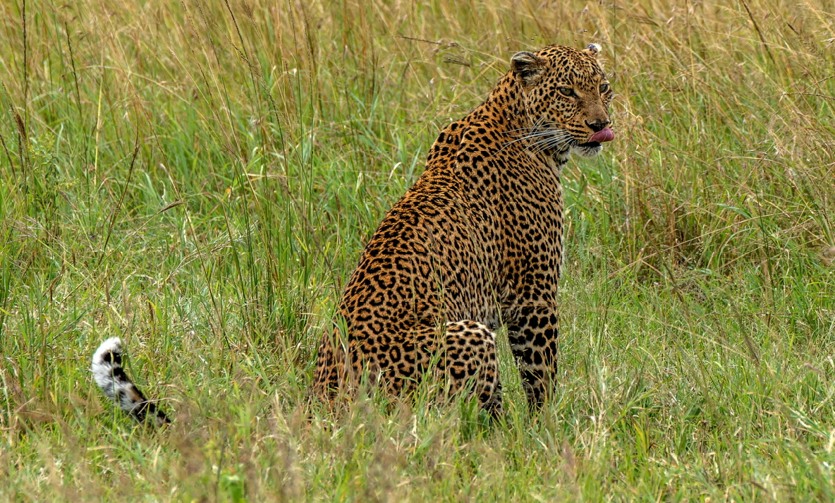 Leopard Masai Mara Enkewa Camp