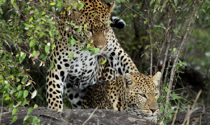 Masai Mara Safari Leoparden mit African Queen safaris