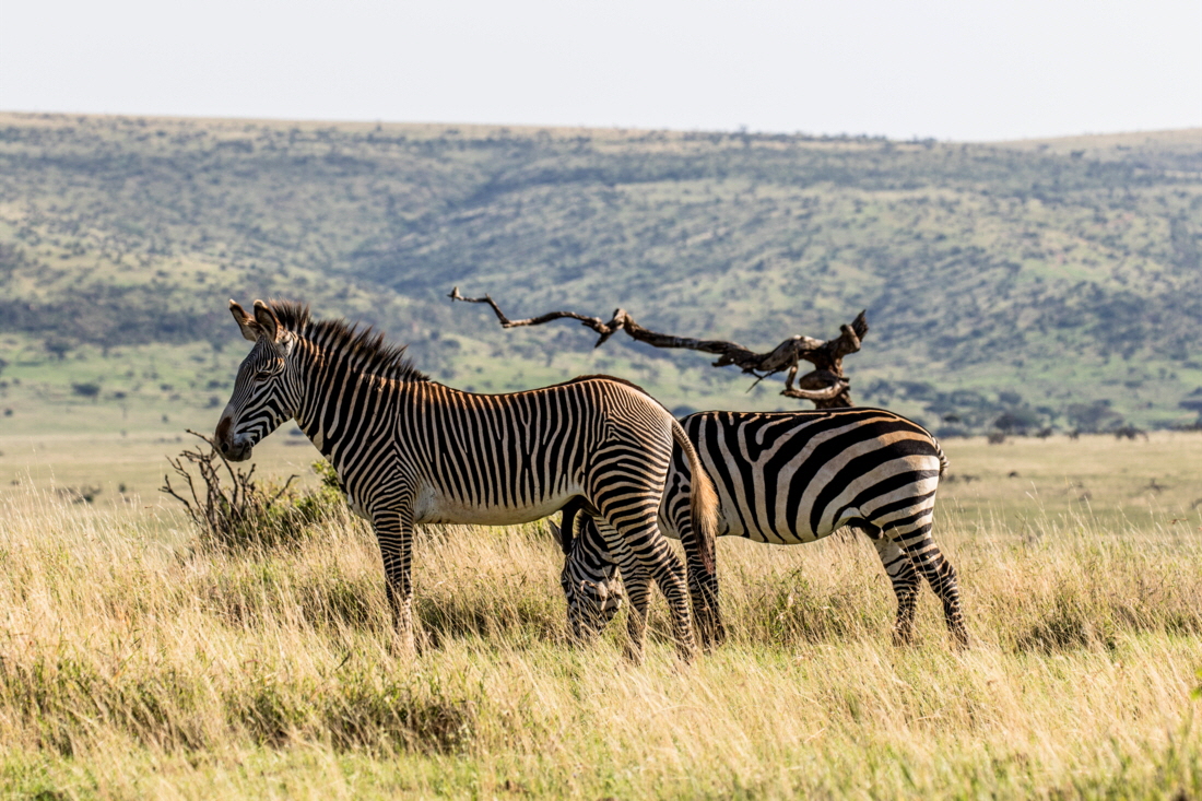 2 Zebra Arten gibt es : Grevyzebra und Steppenzebra