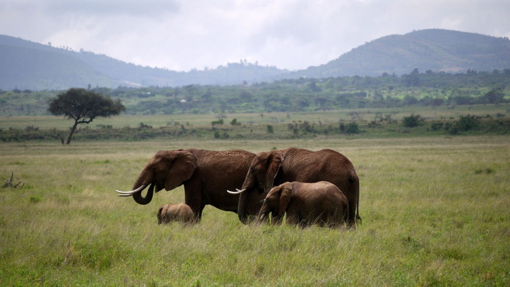 Elefanten in Lewa Downs