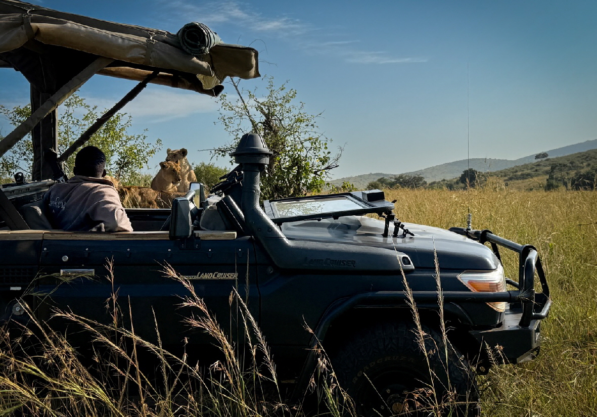 Enkewa Camp Masai Mara  Lwen im Auto