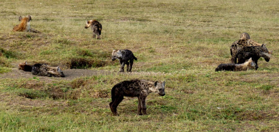 tupfen Hyänen 