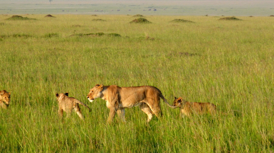 Masai Mara  Löwen  in Mara Triangle