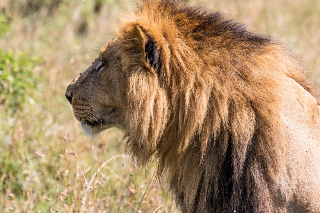 Löwenmann in der Mara