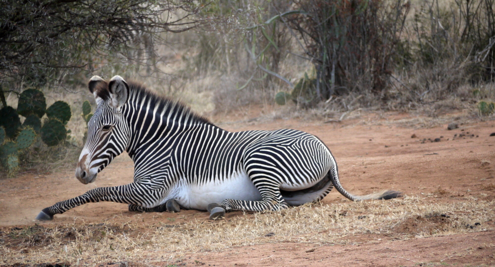 Grevy Zebra 