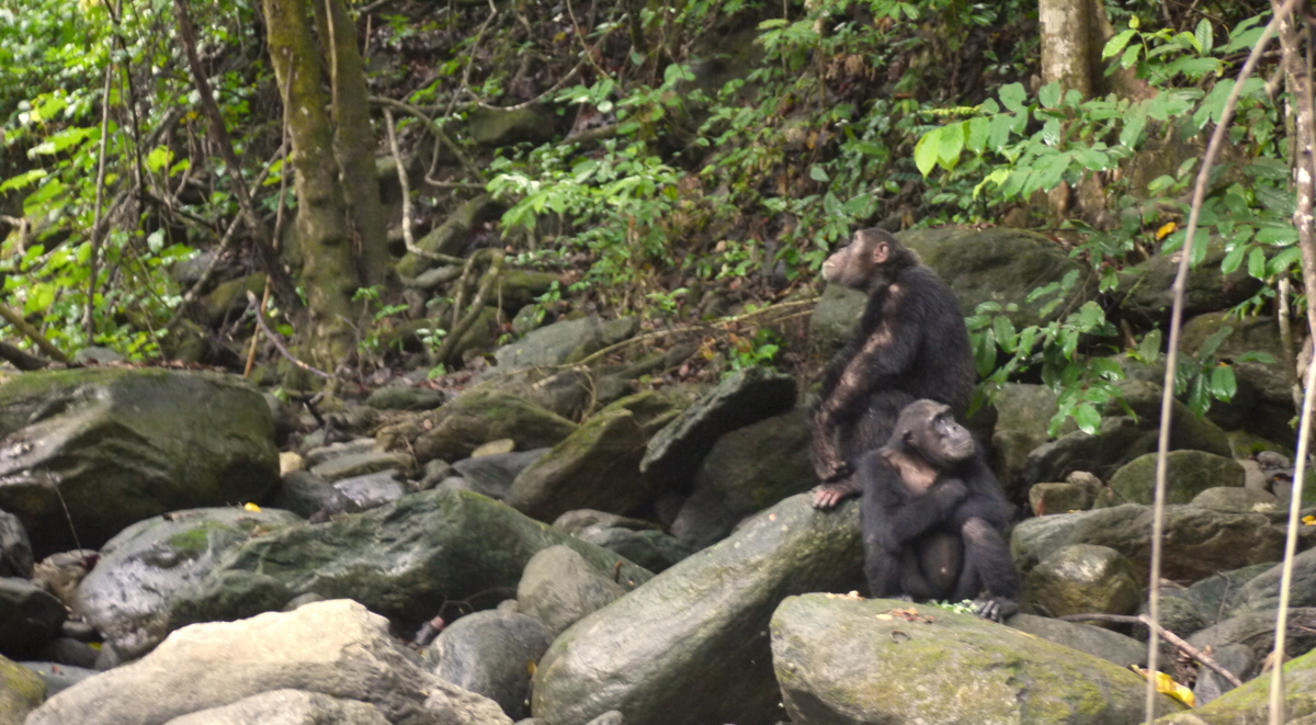 Greystoke Mahale Schimpansen am Fluss