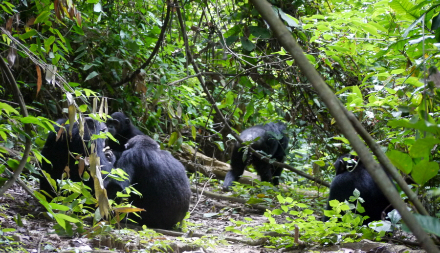 Im Wald bei den Schimpansen Mahale 