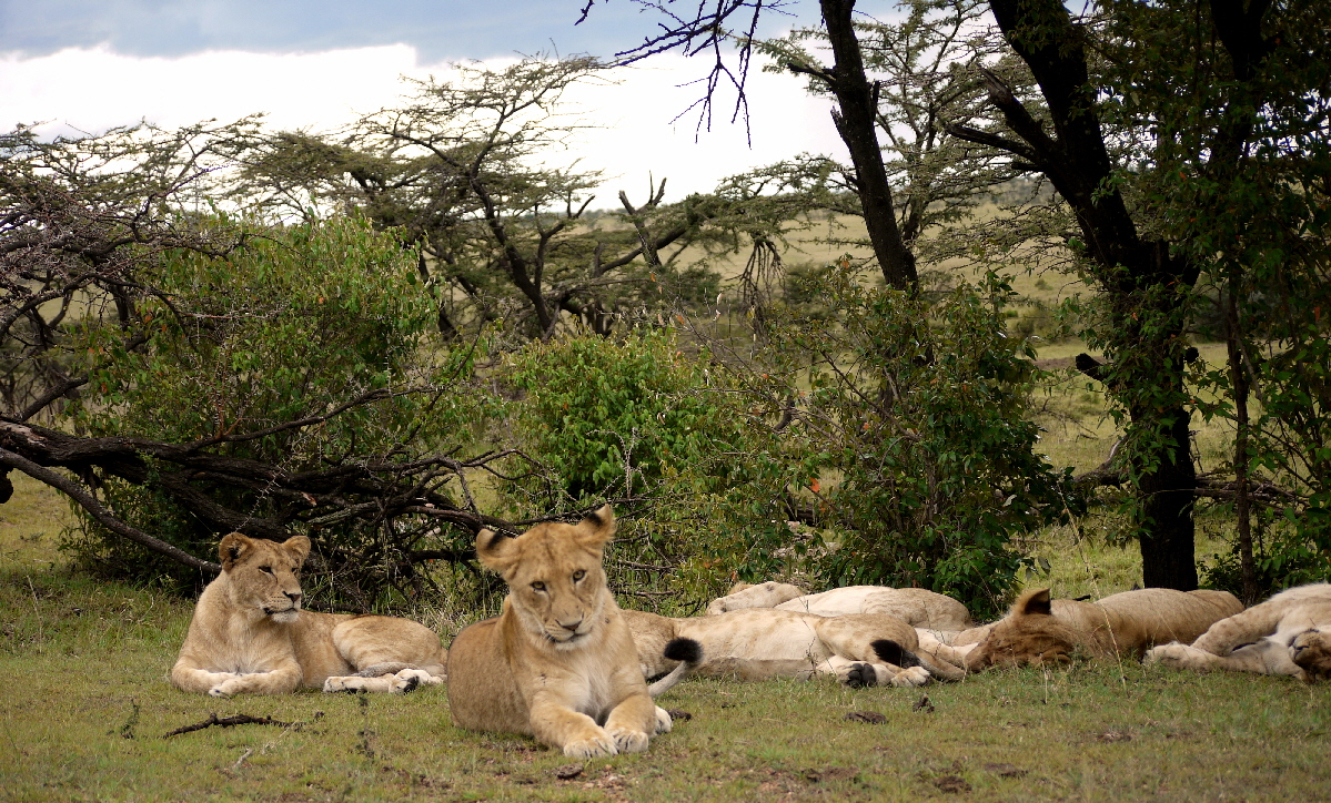 Mahali Mzuri Masai Mara 