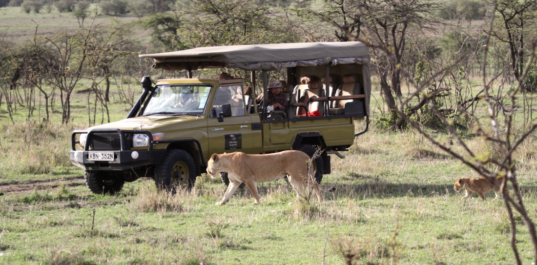Treffen mit Löwen in Mara  Plains 