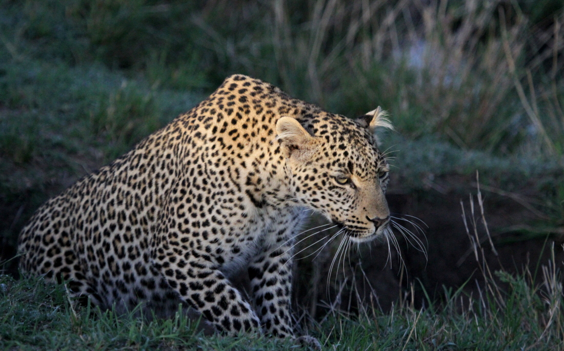 Leopard im Morgenlicht 