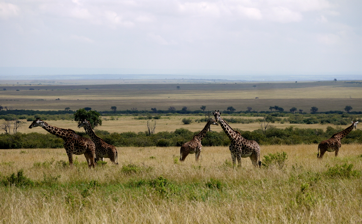 Giraffenherde Masai Mara