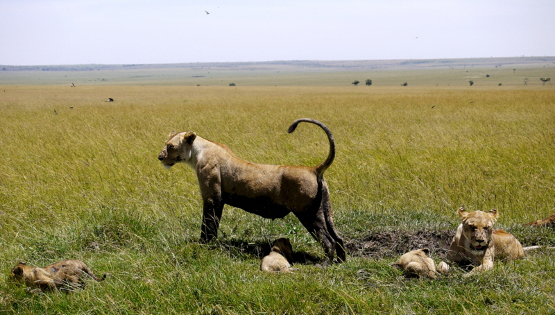 Paradise plains Masai Mara 