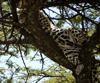 Leopard in der Mara