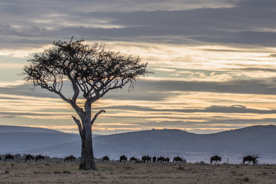 Masai Mara Gnus