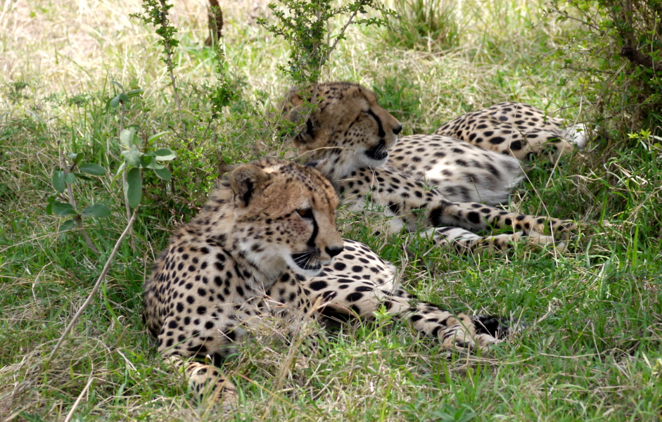 Geparden in der Masai Mara 
