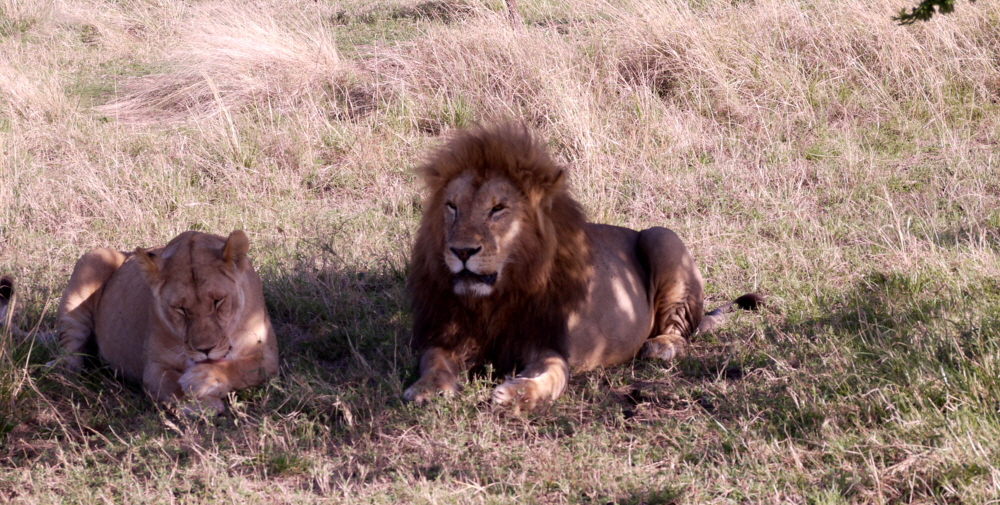 Löwen in der Mara 