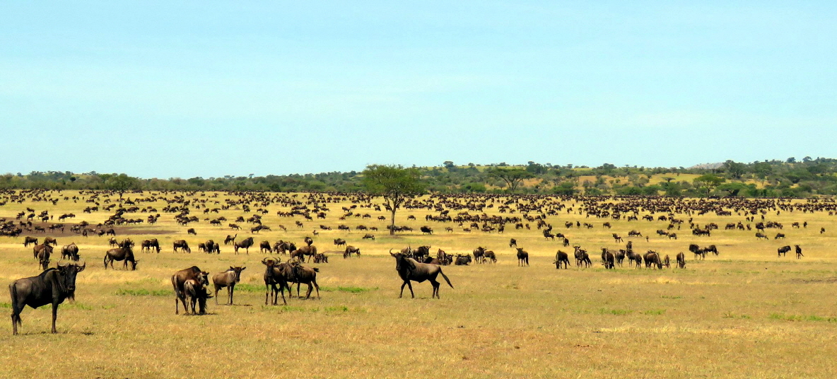 Masai Mara  Migration andBeyond