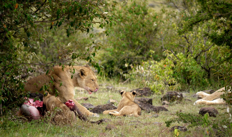 Löwen im Naboisho Gebiet 