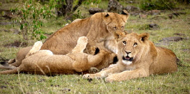 Löwen in Naboisho Masai Mara 