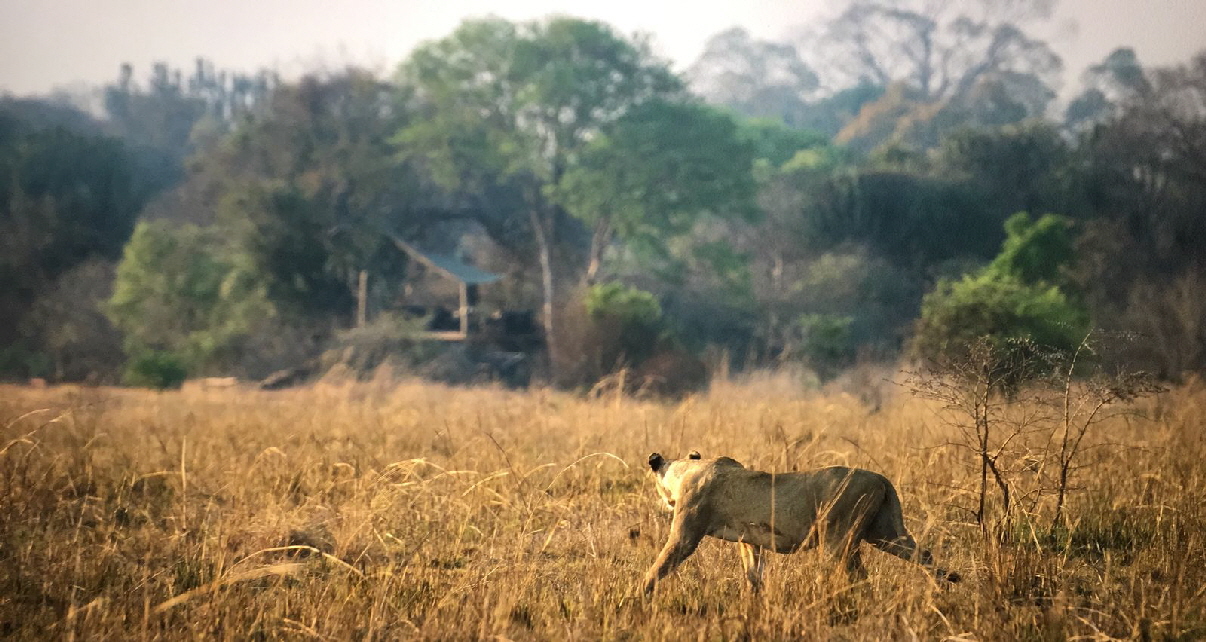 Busanga Plains Kafue Zambia