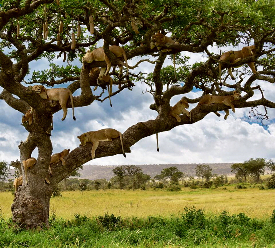 One Nature Camp Serengeti