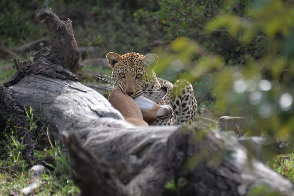 Porini Lion Camp Masai Mara -  Leopard mit Beute 