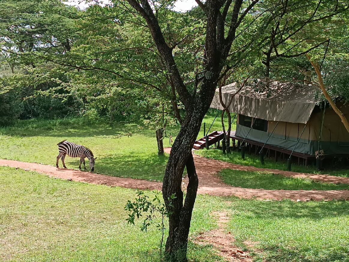 Porini Lion Camp Masai Mara Kenia 