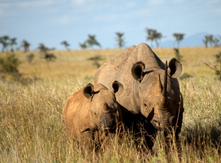 rhinos-klein