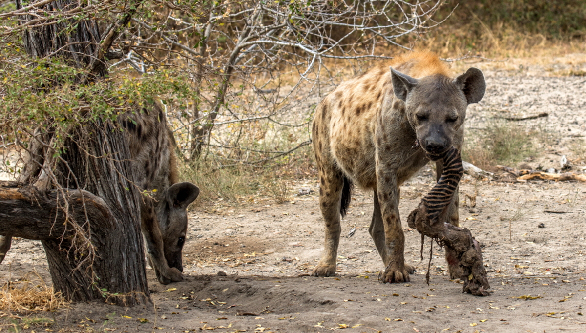 Hyänen in Selous 
