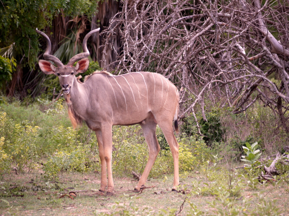 Grosser Kudu Selous  game reserve